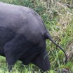 066 LOANGO 2 Akaka Riviere Rembo Ngove Nord Berge et Mammalia Proboscidea Elephant Loxodonta africana cyclotis 15E5K3IMG_106912wtmk.jpg